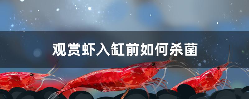 观赏虾入缸前如何杀菌 广州祥龙国际水族贸易