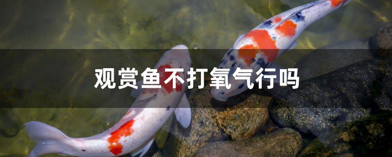 觀賞魚不打氧氣行嗎 名貴錦鯉魚