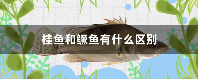 桂鱼和鳜鱼有什么区别