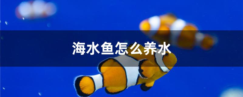 海水魚怎么養(yǎng)水 廣州祥龍國際水族貿(mào)易