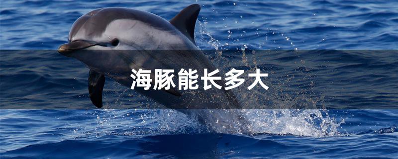 海豚能长多大