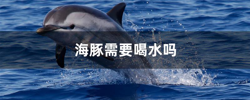 海豚需要喝水吗