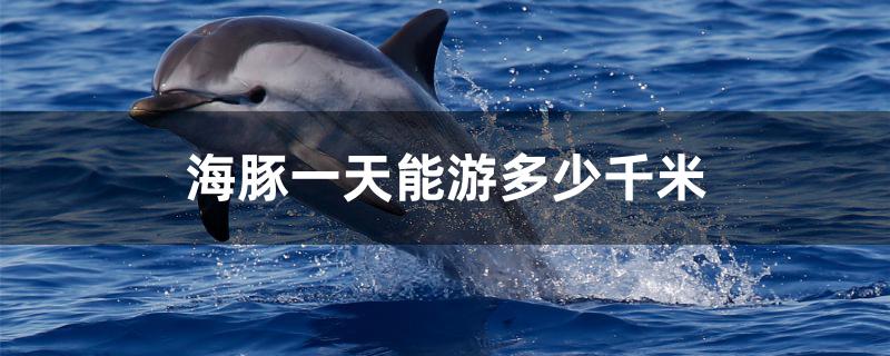 海豚一天能游多少千米