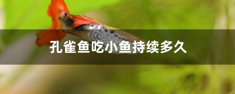 孔雀鱼吃小鱼持续多久