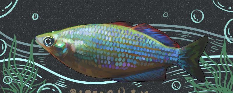 Is Casey's rainbow fish easy to raise? How to raise it?