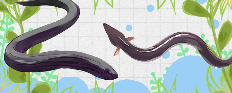 Are eels the same as eels? What's the difference?