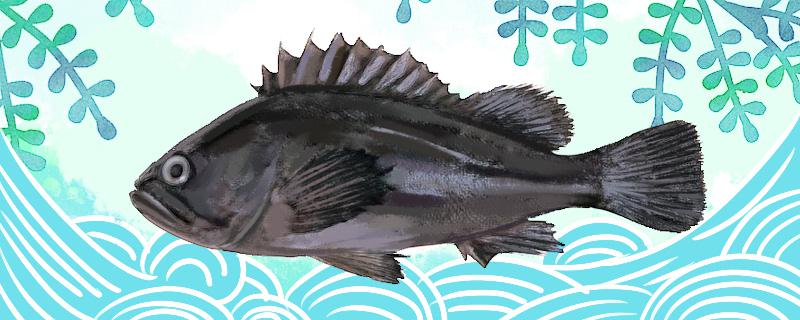 黑头鱼有养殖的吗怎么养殖