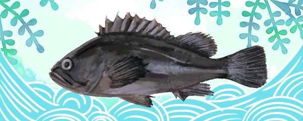 黑头鱼有养殖的吗，怎么养殖