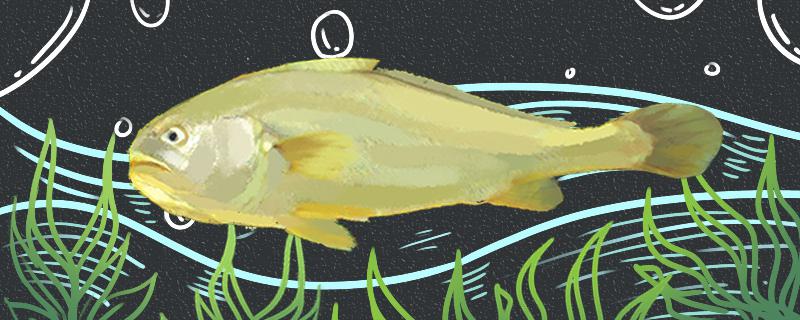 Is the large yellow croaker a marine fish or a freshwater fish? Can it be cultured?