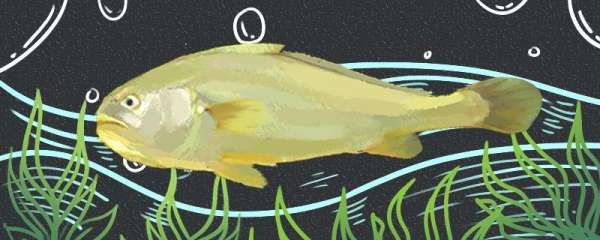 大黄鱼是海鱼还是淡水鱼，能养殖吗
