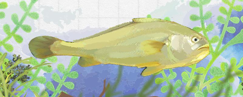 大黄鱼是什么鱼 可以人工养殖吗 鱼百科