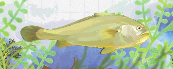 大黄鱼是什么鱼，可以人工养殖吗