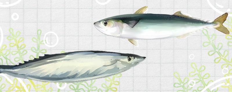 青条鱼和秋刀鱼是不是一个品种，有什么区别