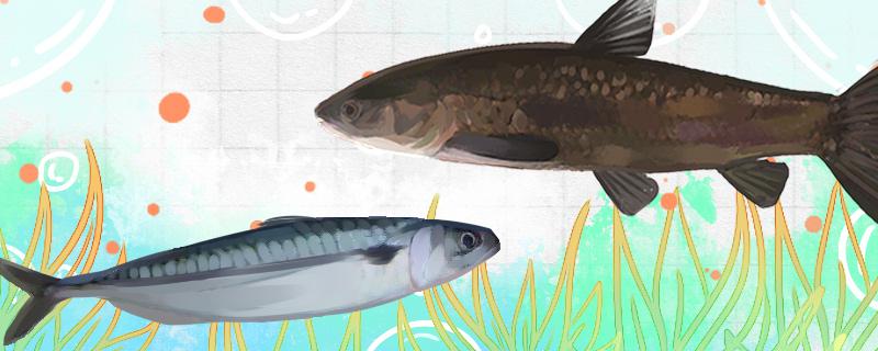 青鱼和鲭鱼是一种鱼吗 有什么区别 鱼百科
