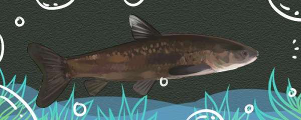 青鱼可以长多大 多大能繁殖 鱼百科