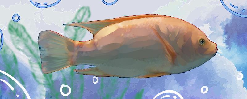 花雕鱼是淡水鱼吗，是罗非鱼的一种吗