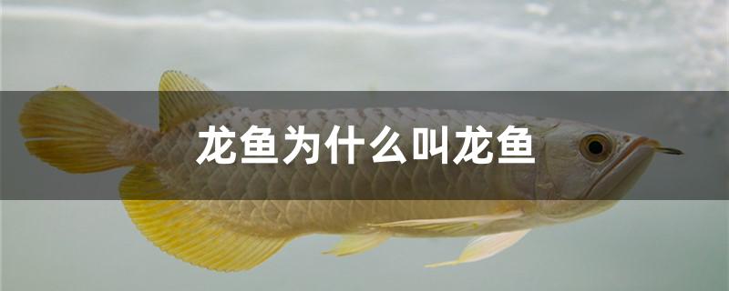 龍魚為什么叫龍魚 造景/裝飾