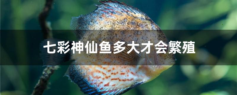 七彩神仙魚多大才會繁殖 電鰻