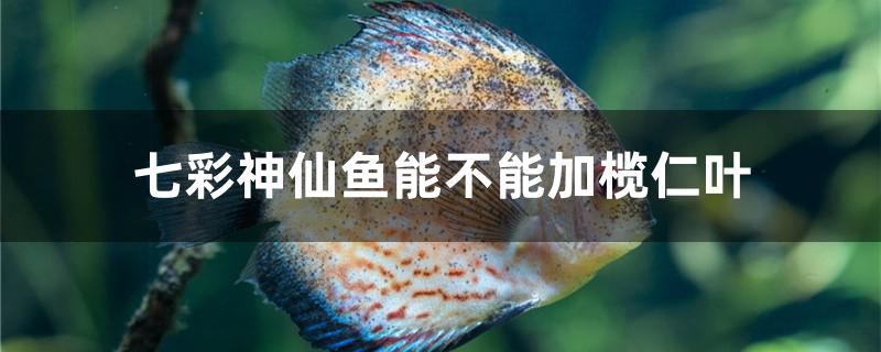 七彩神仙魚能不能加欖仁葉