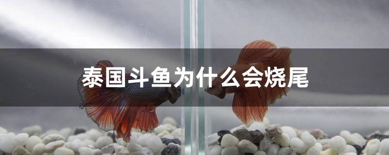 泰國斗魚為什么會燒尾