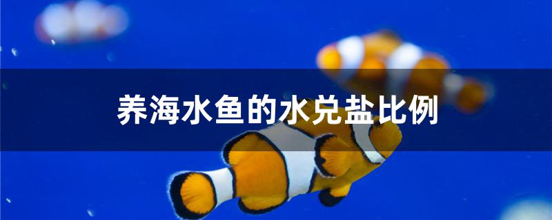 養(yǎng)海水魚的水兌鹽比例 白子黑帝王魟魚