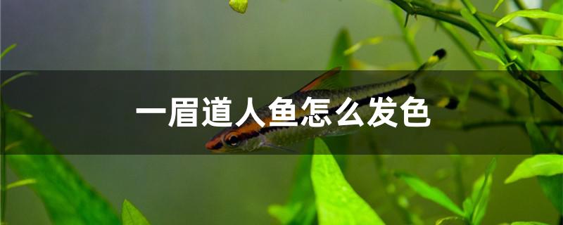 一眉道人鱼怎么发色