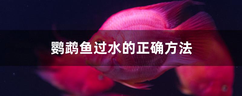 鸚鵡魚過水的正確方法 夢幻雷龍魚