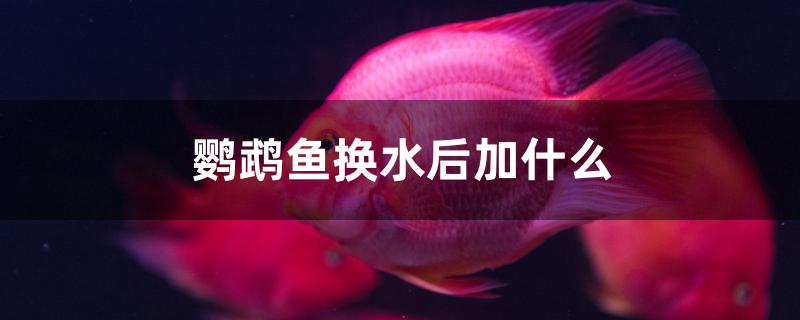 鹦鹉鱼换水后加什么 充氧泵