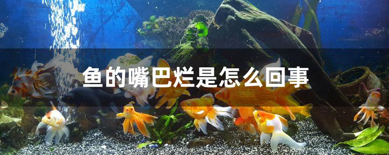 鱼的嘴巴烂是怎么回事 白子关刀鱼苗