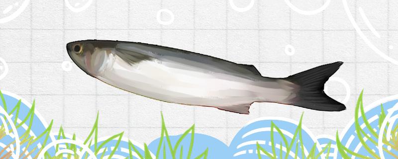 尖头鱼是什么鱼，能养殖吗