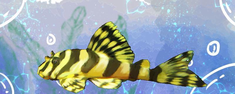 Is the tiger special-shaped fish easy to raise? How to raise it?