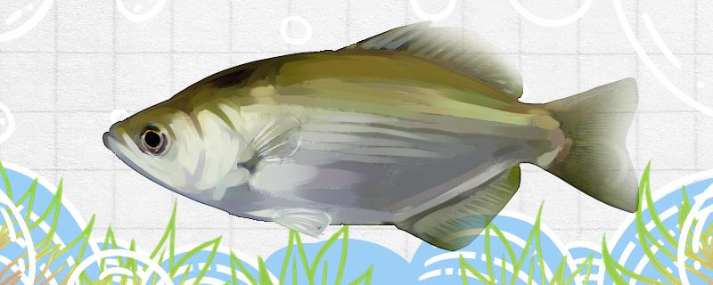 Is Rockwell archerfish easy to raise? How to raise it?