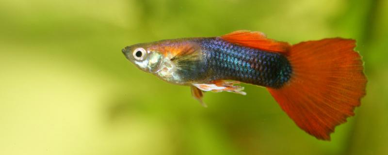 How old can guppies be fed with pellet feed and how to feed them at different stages?