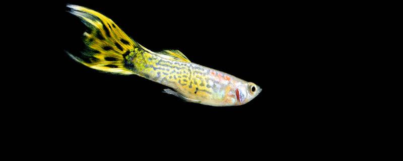 Does guppy fry eat egg yolk to grow fast? How to feed?