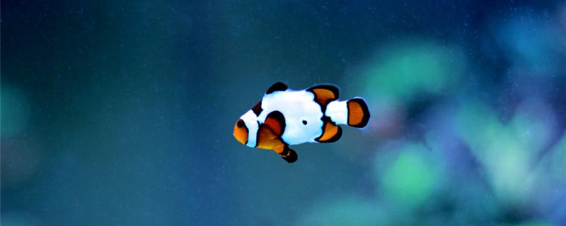 How often and what kind of food is better to feed the clown fish?