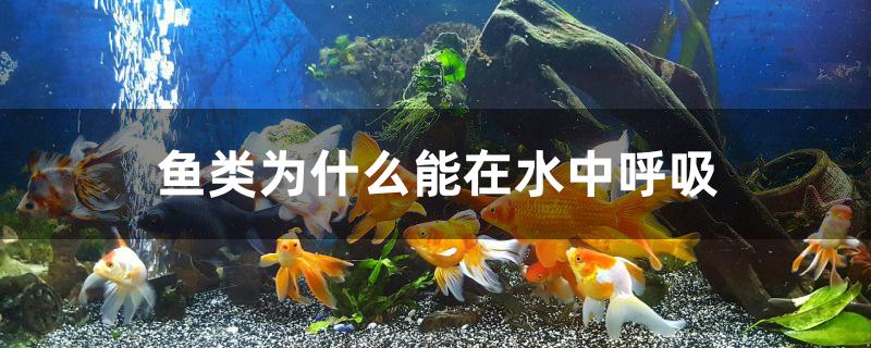 鱼类为什么能在水中呼吸 鱼百科