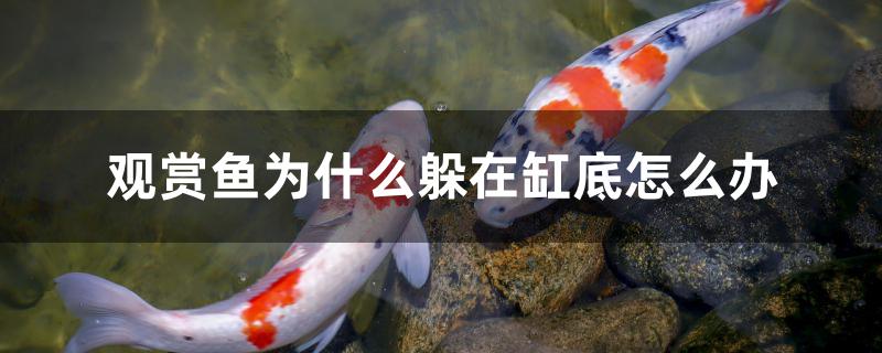 觀賞魚為什么躲在缸底怎么辦 小型觀賞魚