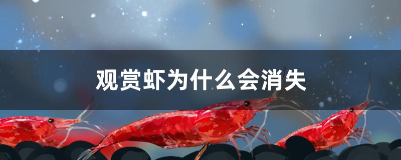 觀賞蝦為什么會消失 龍魚芯片掃碼器