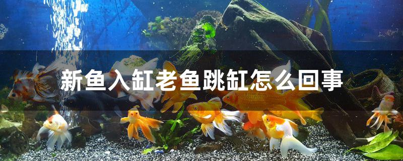 新鱼入缸老鱼跳缸怎么回事 孵化器