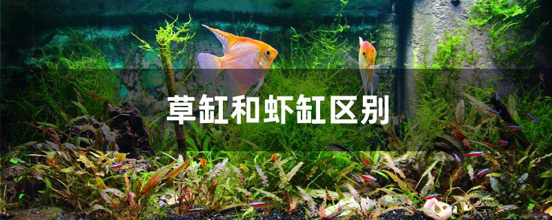 草缸和蝦缸區(qū)別 祥龍魚(yú)場(chǎng)品牌產(chǎn)品