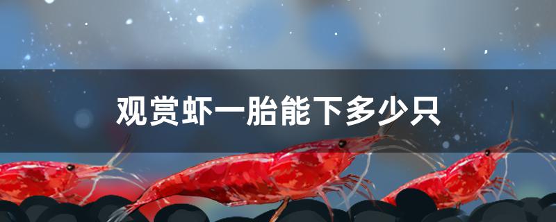 观赏虾一胎能下多少只