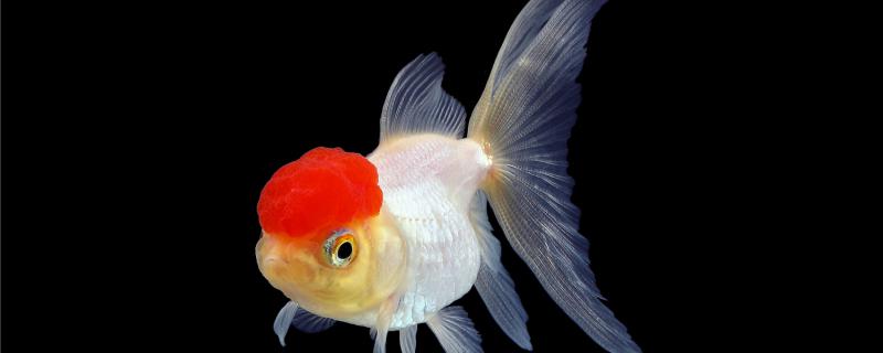 Goldfish is not a mammal, how to care after breeding?