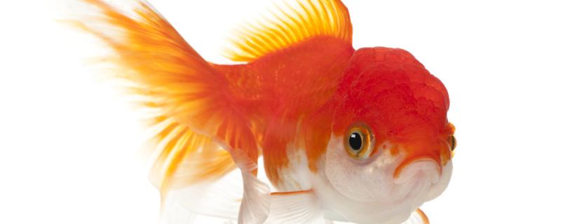 金鱼是如何繁殖的 繁殖时需要注意什么 鱼百科