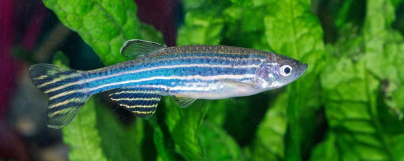 Do zebrafish eat their own kind? How to feed zebrafish