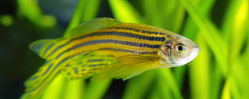 Can zebrafish be fed in winter without heating rods? Precautions for feeding in winter
