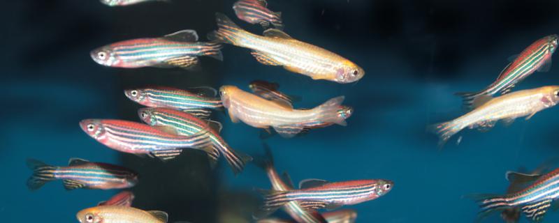 Can zebrafish be raised with black shell shrimps? How to mix them