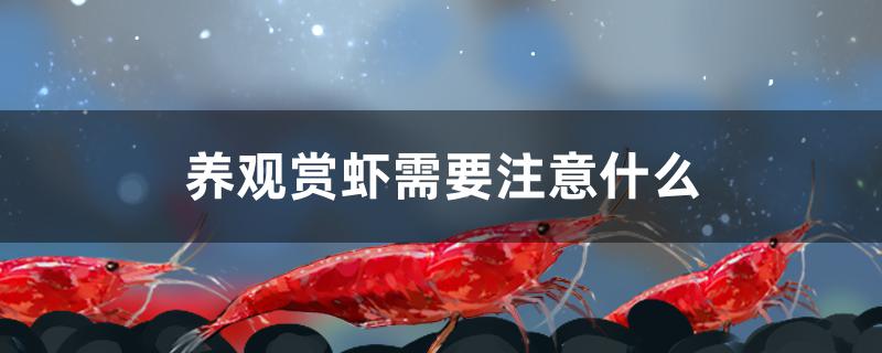 養(yǎng)觀賞蝦需要注意什么 黃金夢幻雷龍魚