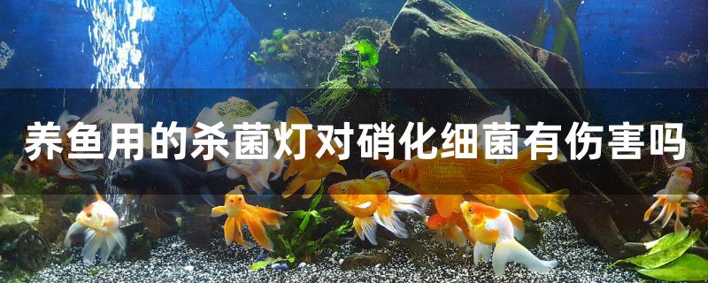 养鱼用的杀菌灯对硝化细菌有伤害吗 广州水族器材滤材批发市场