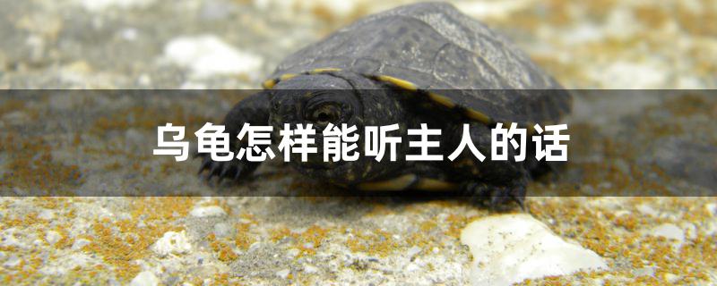 烏龜怎樣能聽主人的話 肺魚