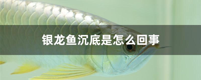 银龙鱼沉底是怎么回事